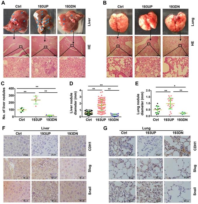 J Cancer Image