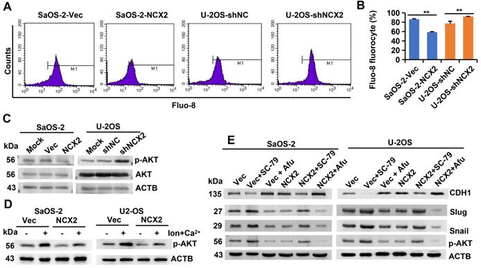 J Cancer Image