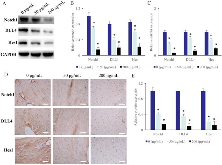 J Cancer Image