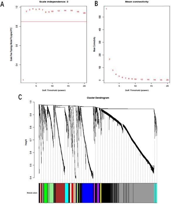 J Cancer Image