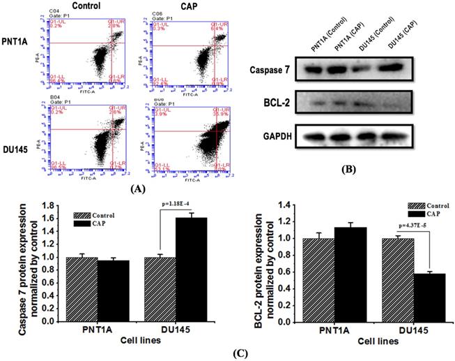 J Cancer Image