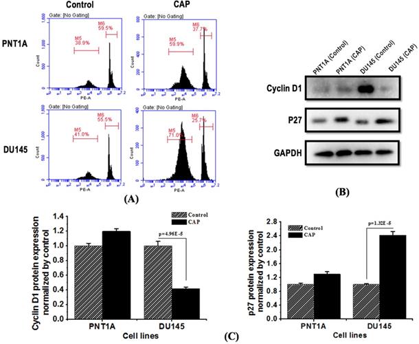 J Cancer Image