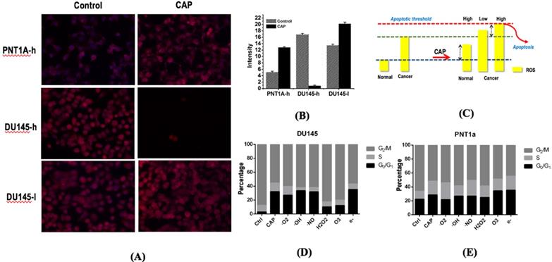 J Cancer Image