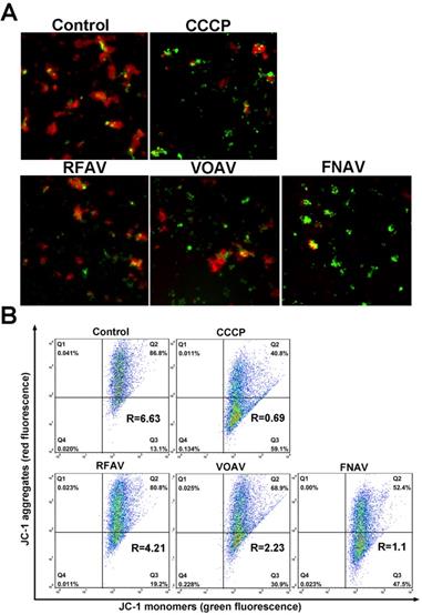 J Cancer Image