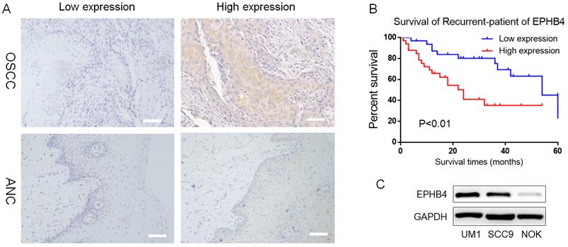 J Cancer Image