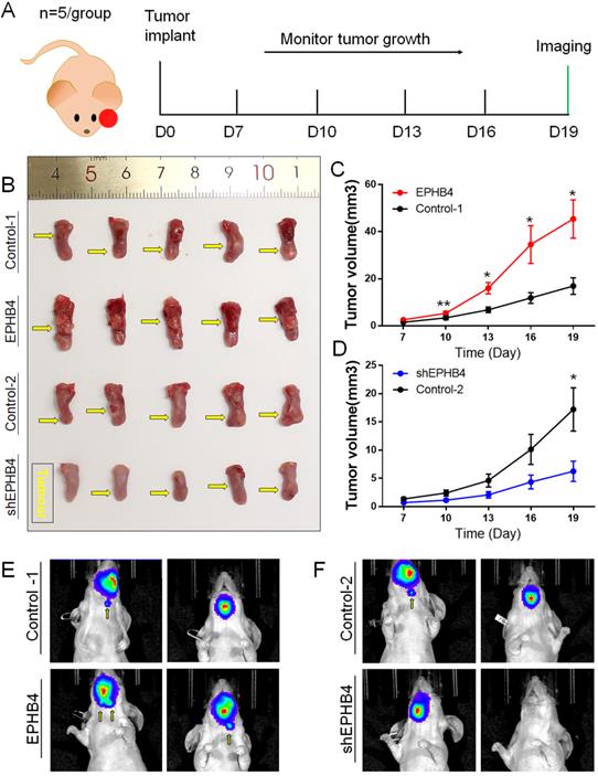 J Cancer Image