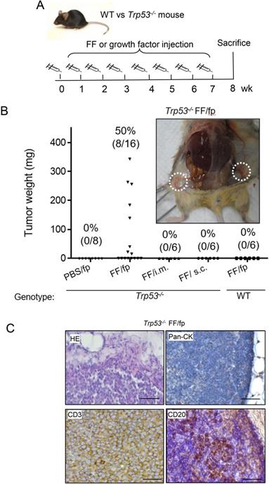 J Cancer Image