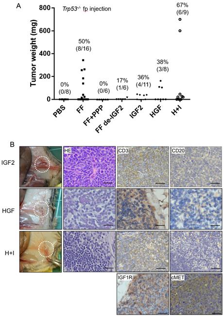 J Cancer Image