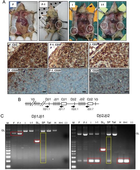 J Cancer Image