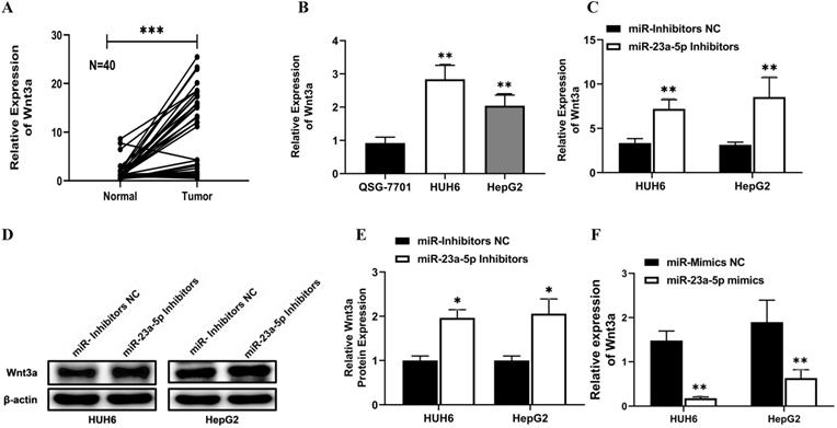 J Cancer Image