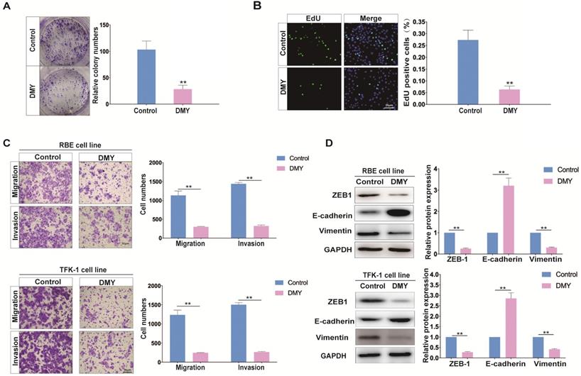 J Cancer Image