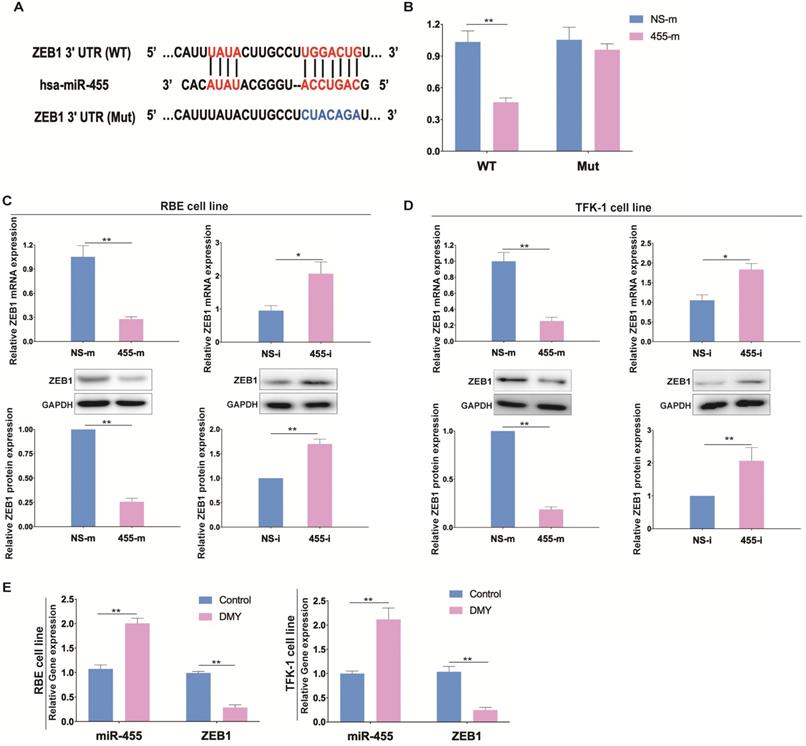 J Cancer Image