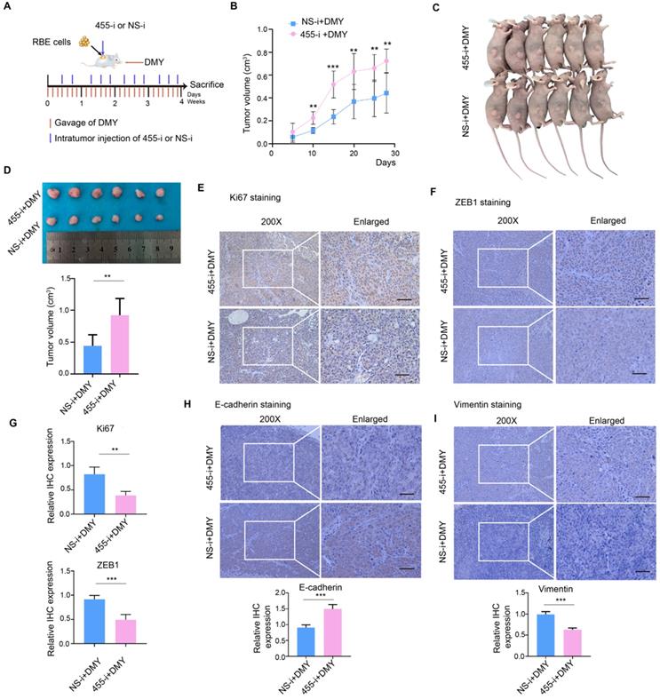 J Cancer Image