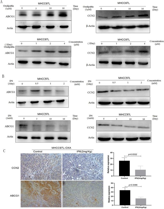 J Cancer Image