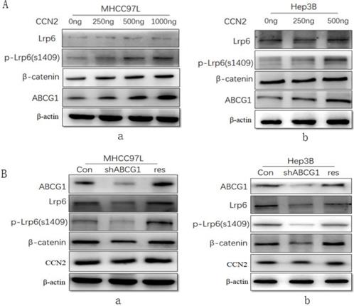 J Cancer Image