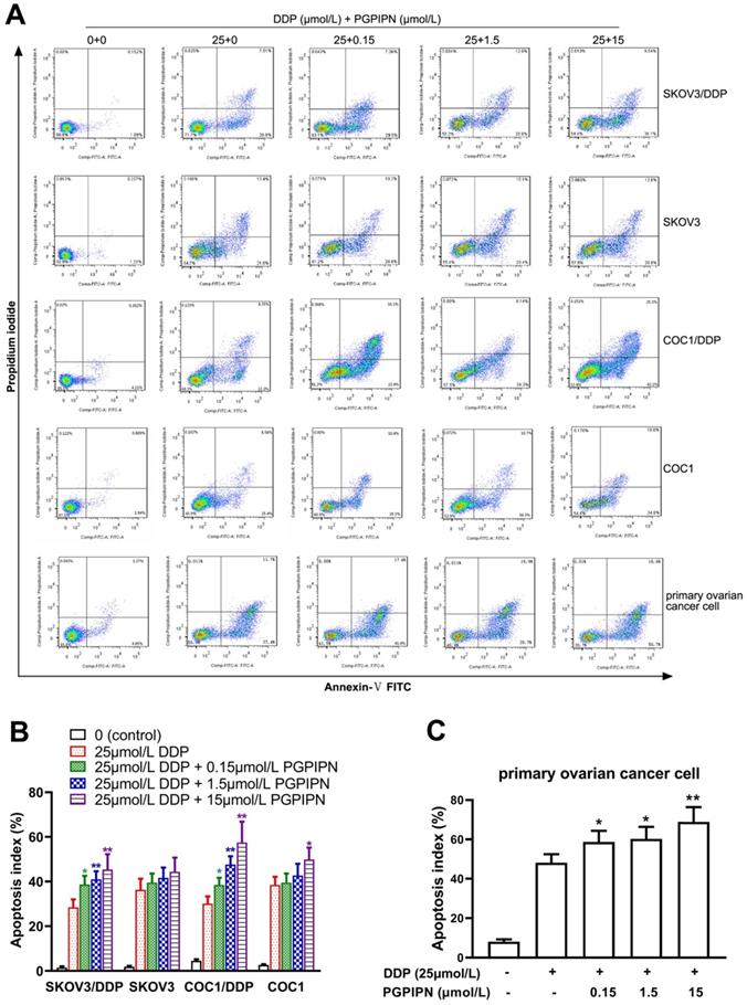 J Cancer Image