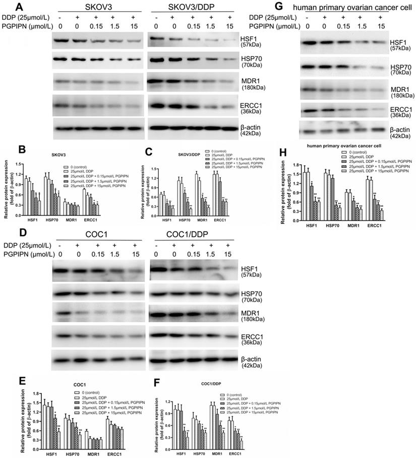 J Cancer Image