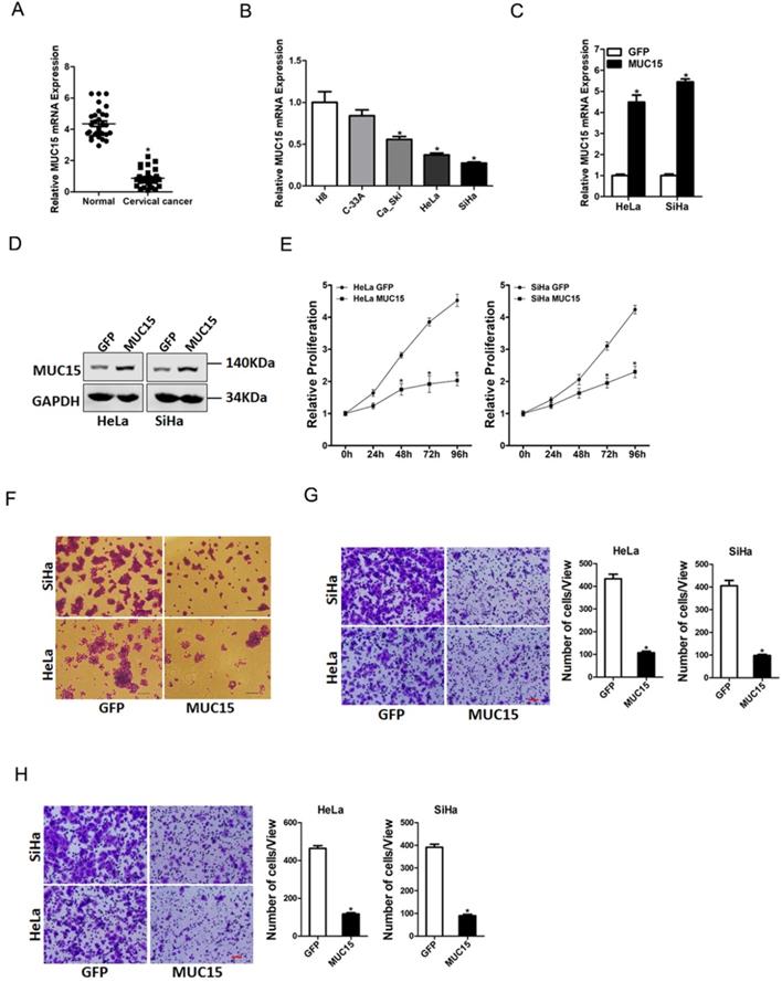 J Cancer Image