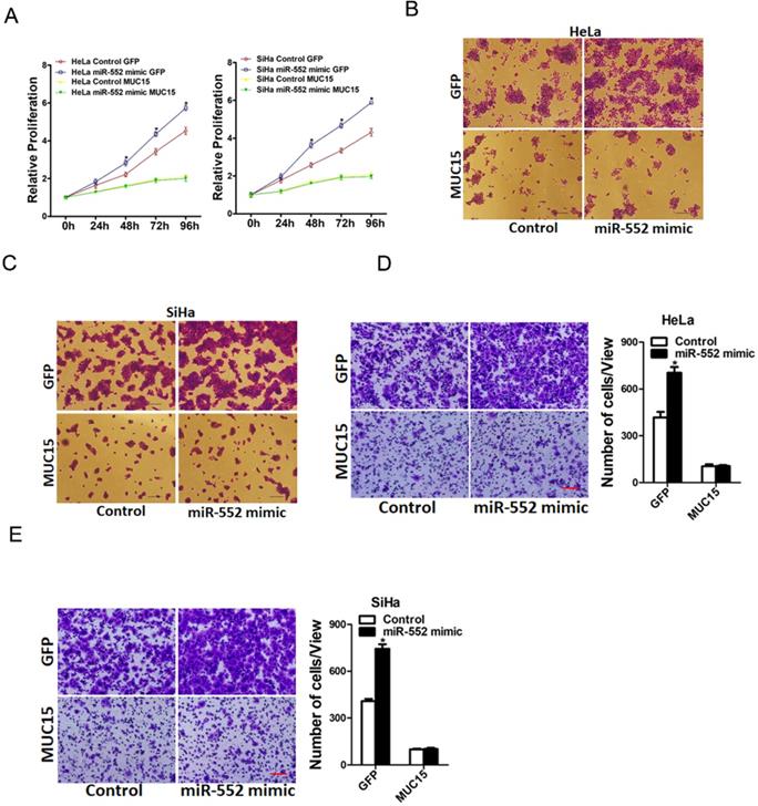 J Cancer Image