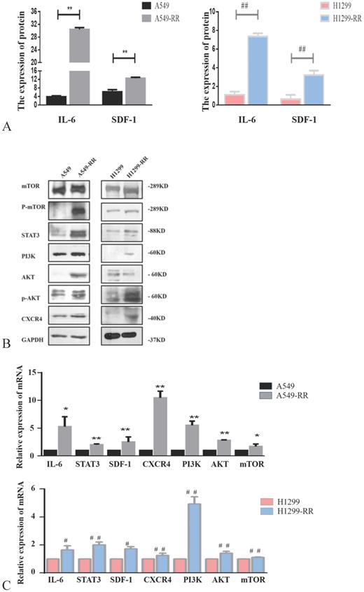 J Cancer Image