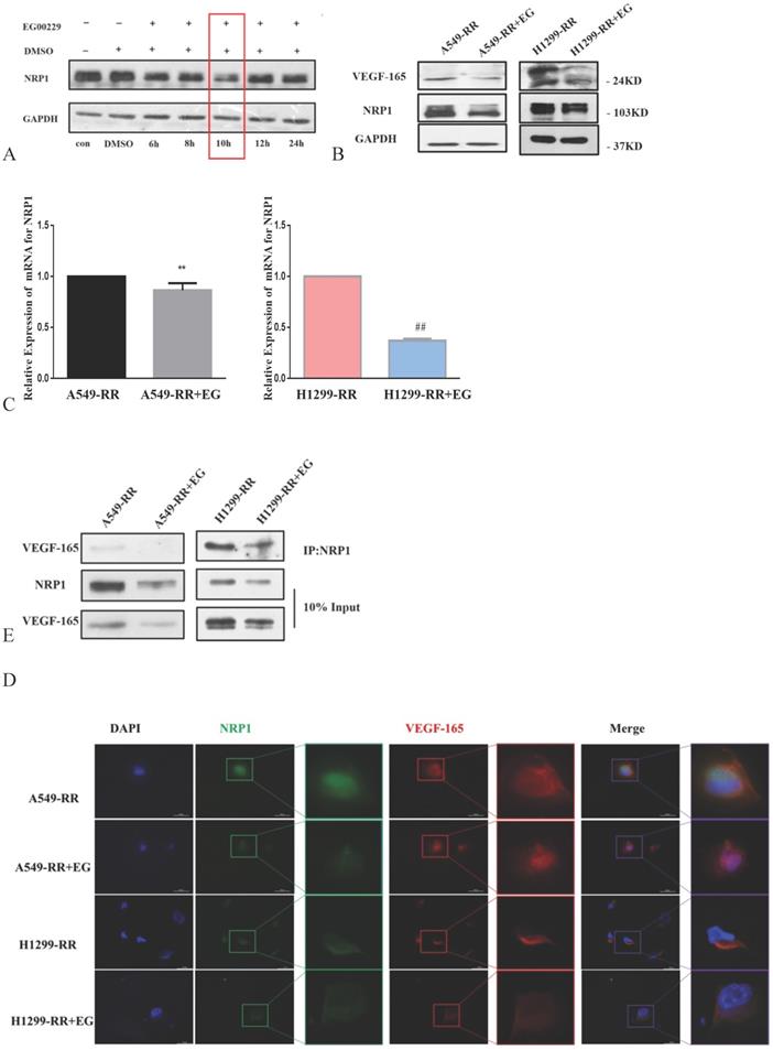 J Cancer Image