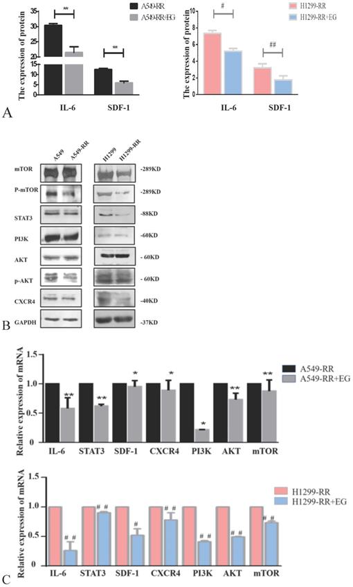 J Cancer Image