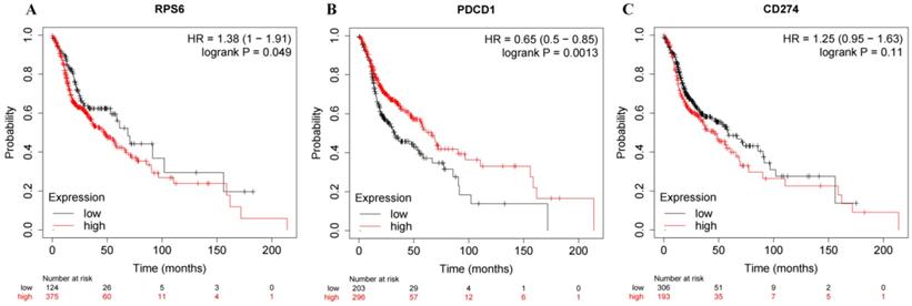 J Cancer Image