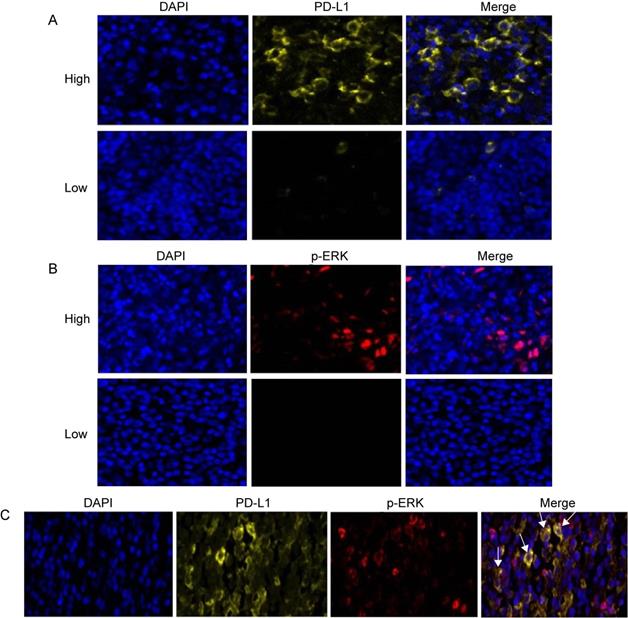 J Cancer Image