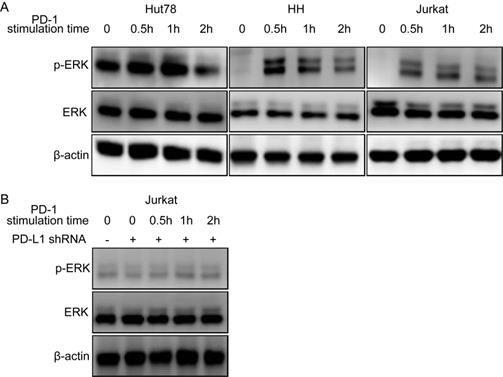 J Cancer Image