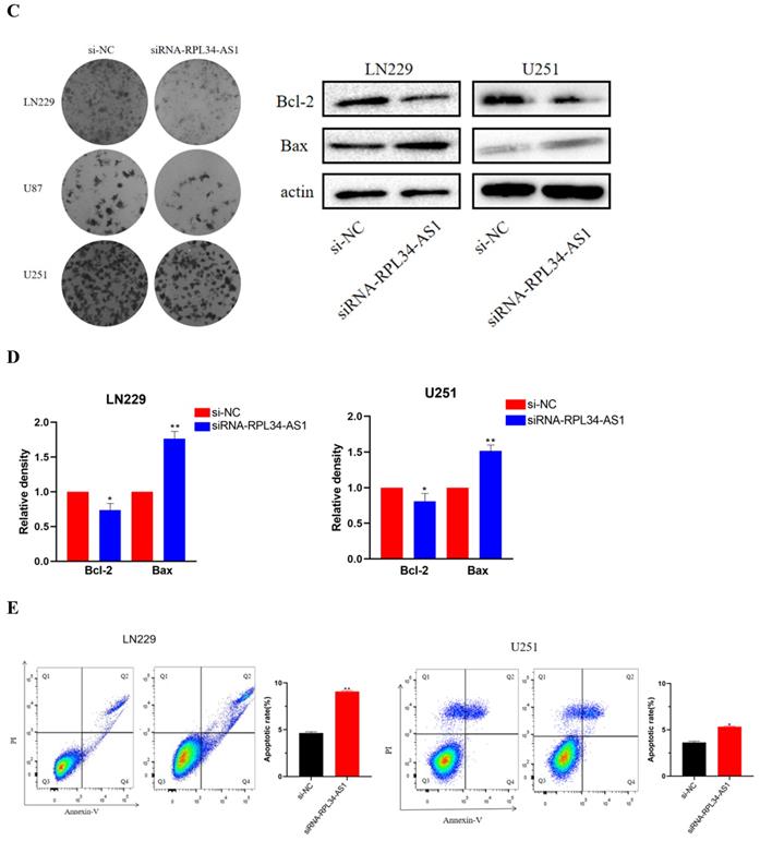 J Cancer Image