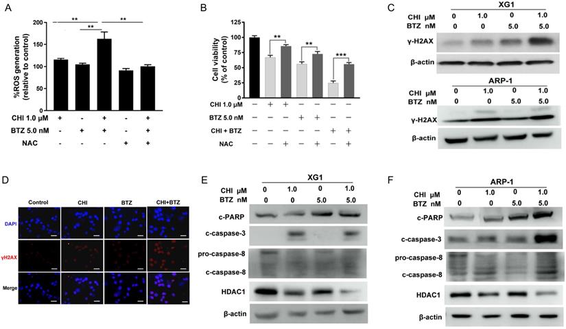 J Cancer Image