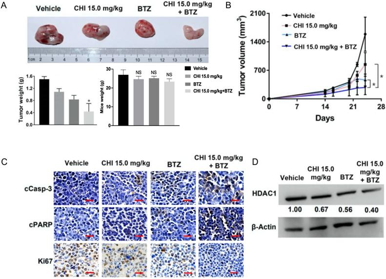 J Cancer Image