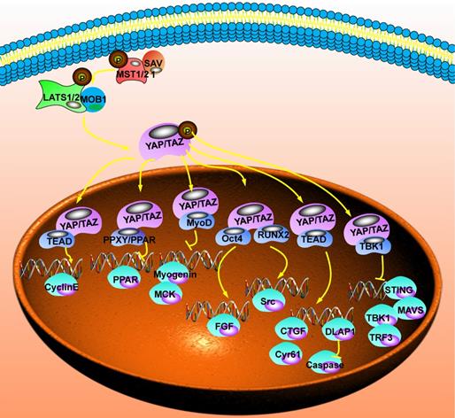 J Cancer Image