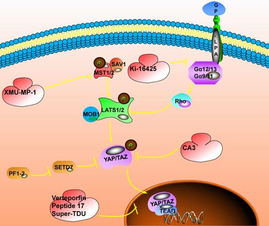 J Cancer Image