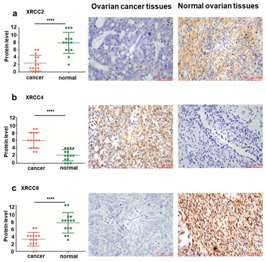 J Cancer Image