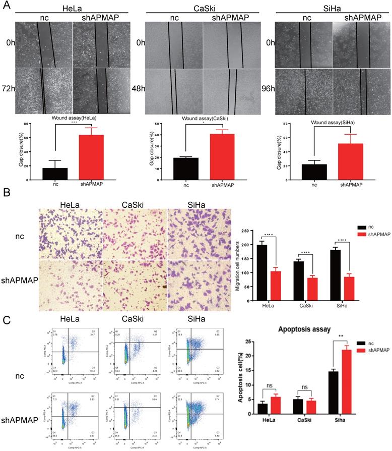 J Cancer Image