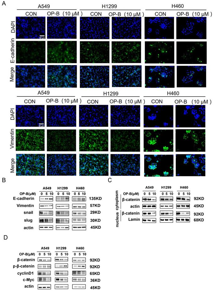 J Cancer Image