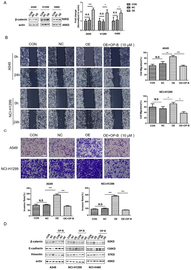 J Cancer Image