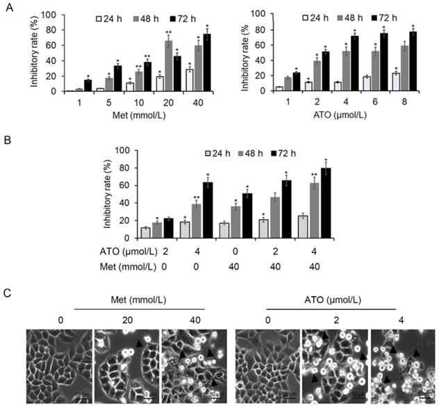 J Cancer Image