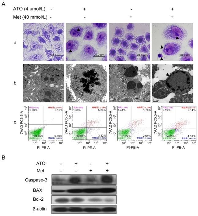 J Cancer Image