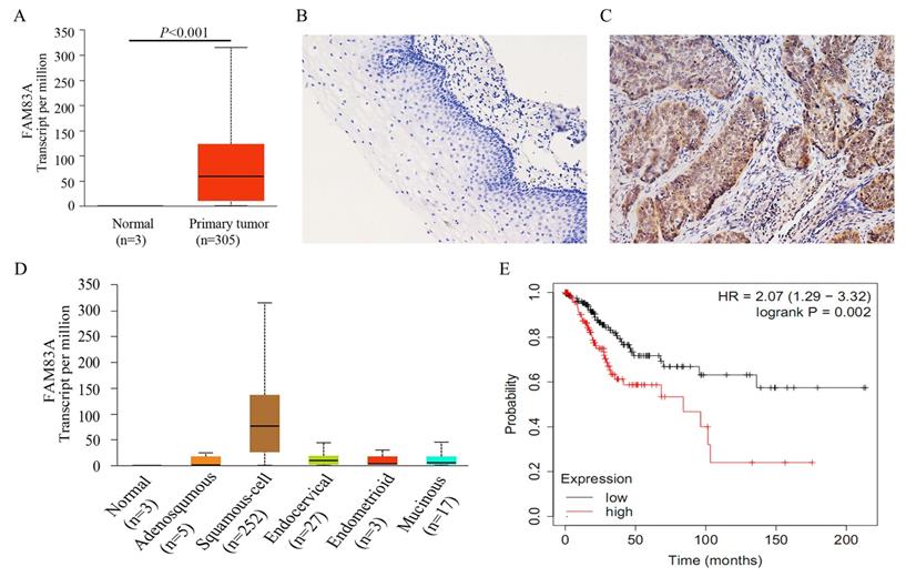 J Cancer Image