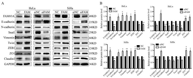 J Cancer Image