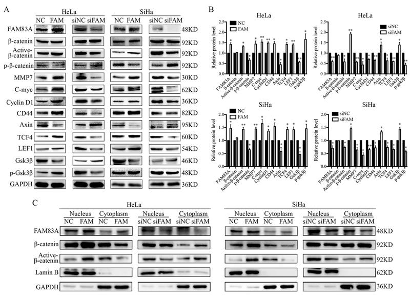 J Cancer Image