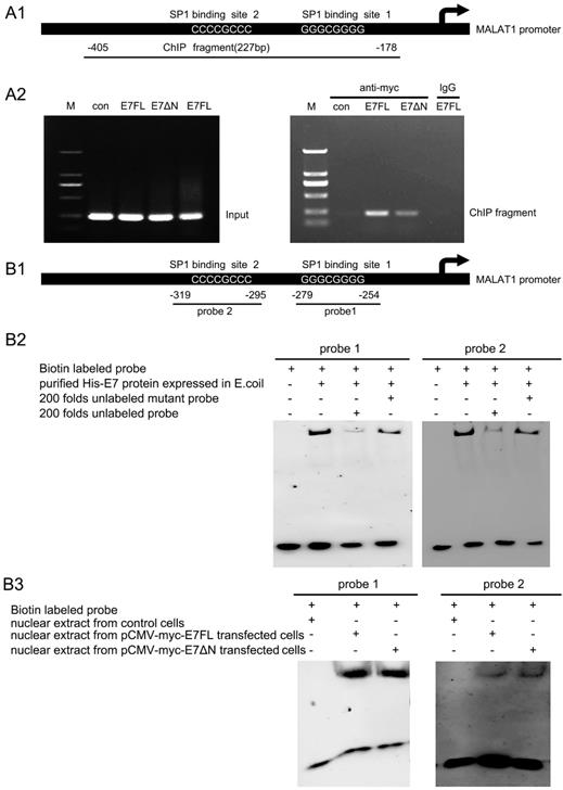 J Cancer Image