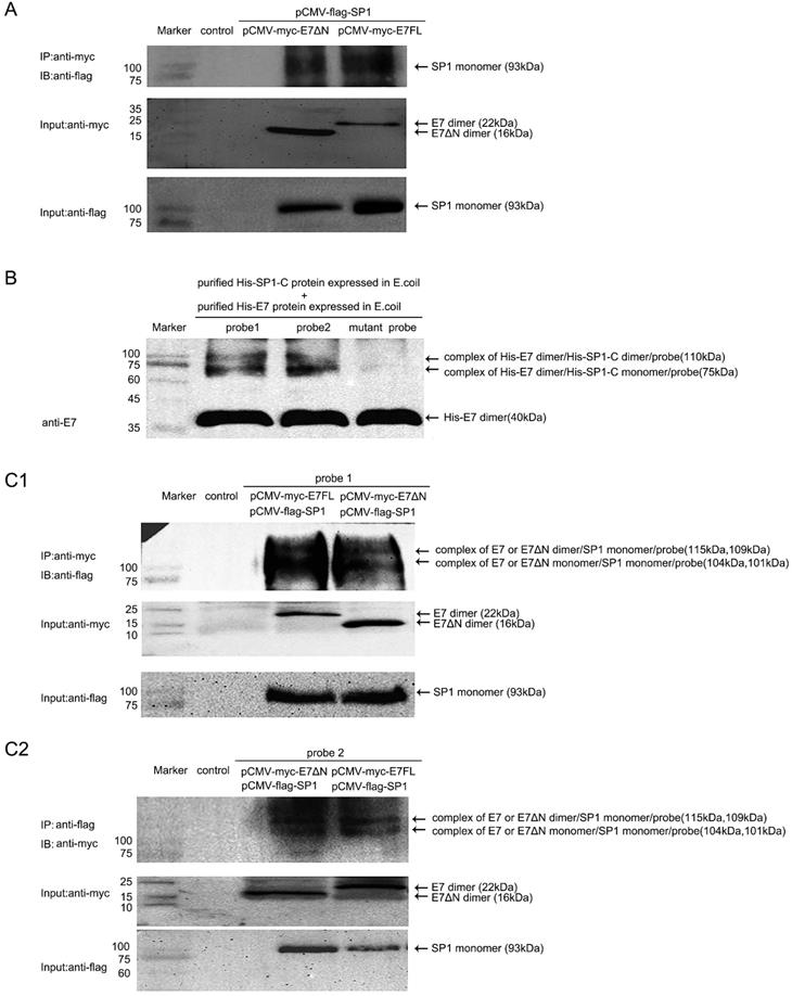 J Cancer Image