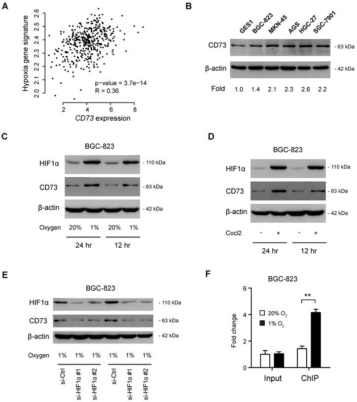 J Cancer Image