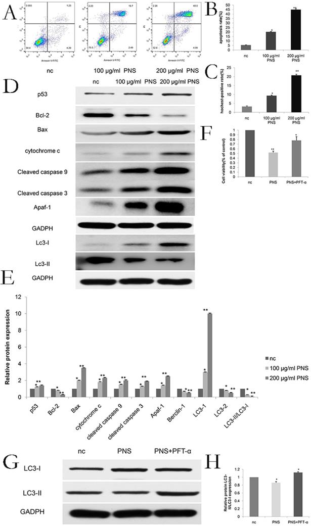 J Cancer Image