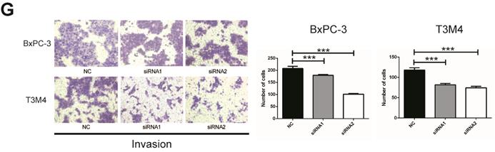 J Cancer Image