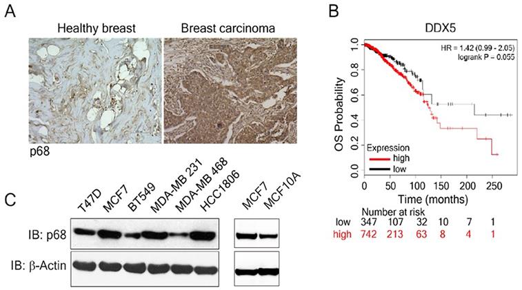 J Cancer Image