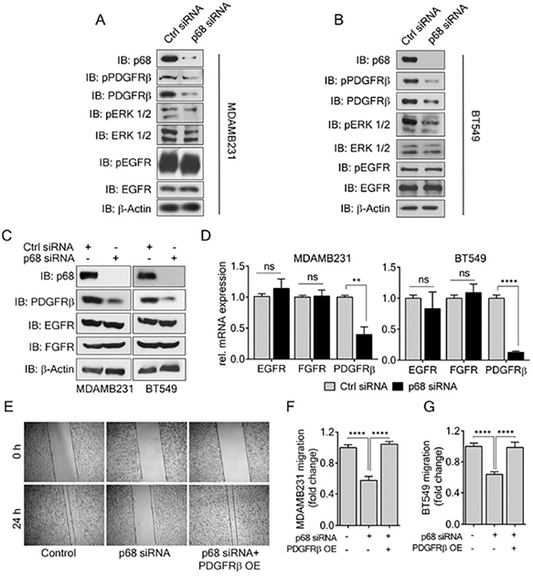 J Cancer Image